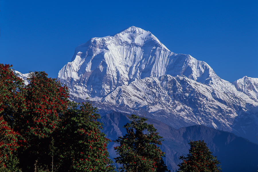 Dhaulagiri from Poon Hill