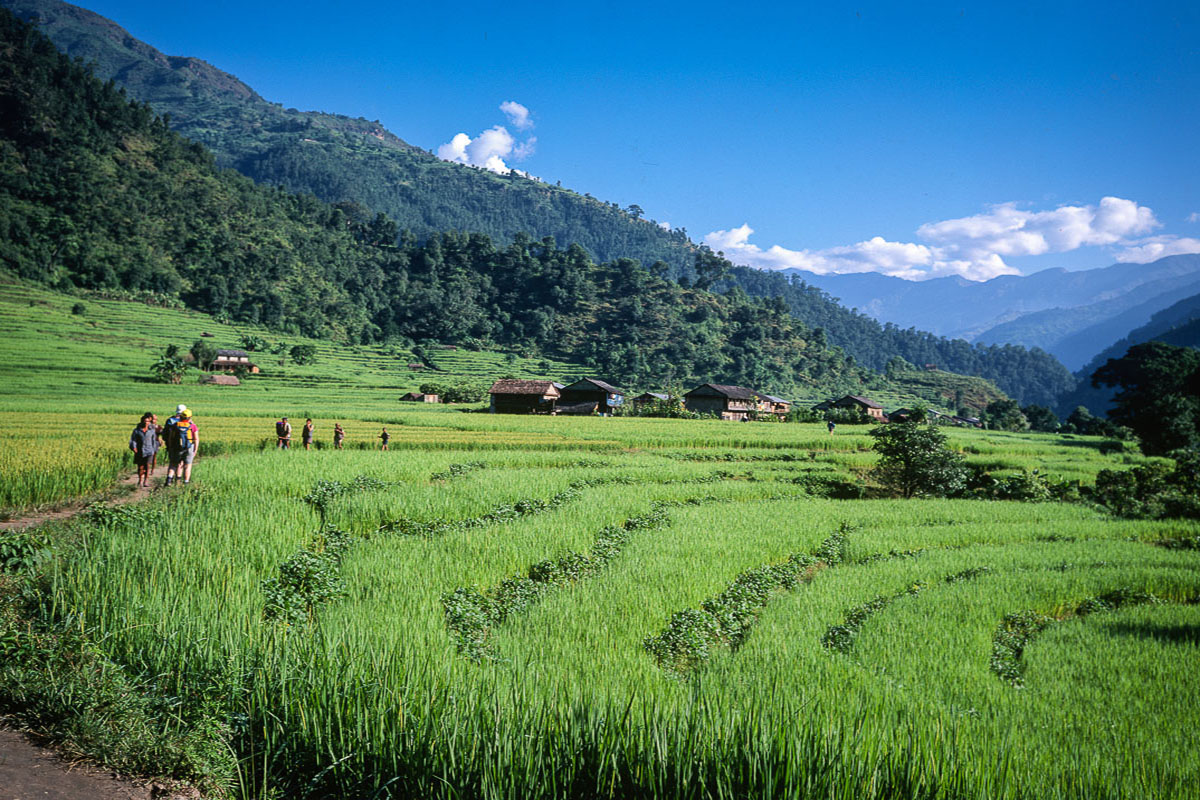 Paddy Fields of the Darandi Khola Valley Paddy Fields of the Darandi Khola Valley